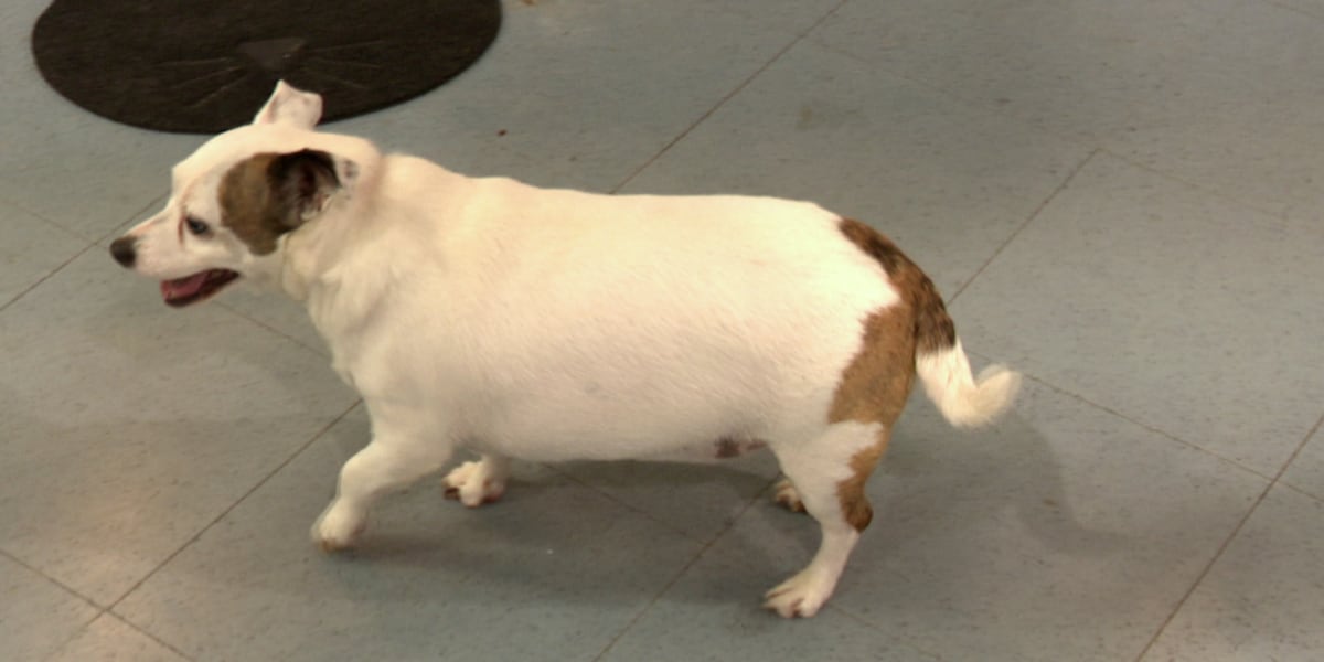 Local animal shelters asking for adopters as they remain full