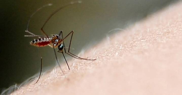 Aumenta a 1,372 los casos de dengue en Colima; 224 son graves