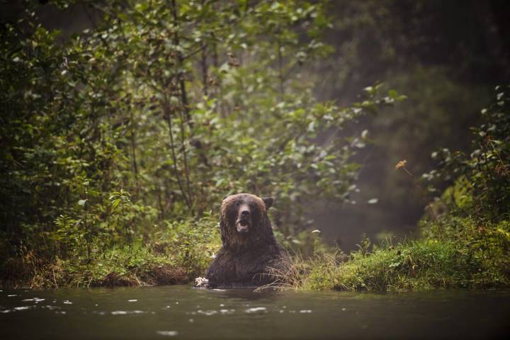 Fisher expected to recover after grizzly attack in southern Alberta: Parks minister