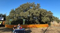 La célebre carrasca de Lecina tendrá un centro de visitantes en 2026 para potenciar su tirón turístico