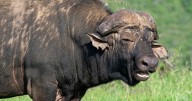 American trophy hunter killed by buffalo during safari in South Africa