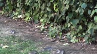 Siguen las denuncias por las ratas en Zaragoza: aparecen ahora en uno de los principales parques