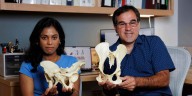 Descubrieron los mecanismos genéticos que permitieron a los humanos caminar en dos piernas