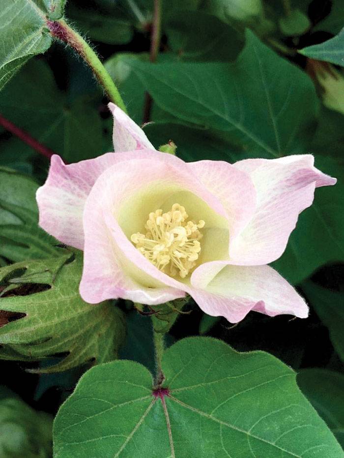 Darrell Blackwelder: Plants have cousins, too