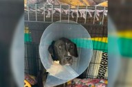 Baguera, perrita callejera recibe 6 disparos al enfrentar a ladrones y sobrevive de milagro, en Edoméx