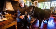 Beer-loving pony cutting back on drinking with tourists