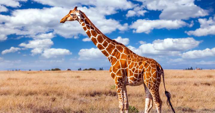 How many giraffe species are in Africa? New scientific analysis quadruples the count