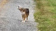Drone pilot tracks down dog that had jar stuck on head in Pennsylvania