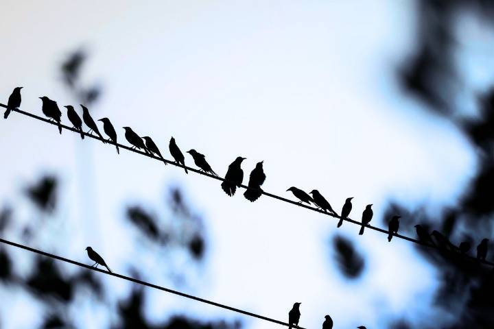 Kentucky’s Bizarre Blackbird Invasions in 1974 and 2012