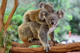 Beyond the Koala Bear