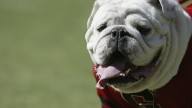 How to Protect Your Pet From Extreme Heat This Summer