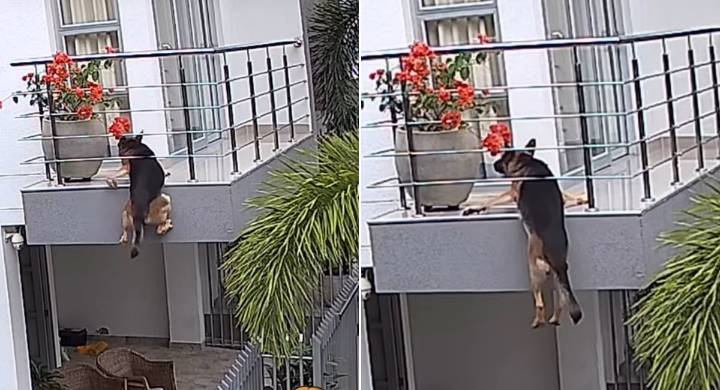 Milagro en Sucre: perrito se salva de caer de un balcón Por fortuna, la dueña de ‘Milán’ se encontraba en la vivienda y atendió de inmediato a los ladridos.