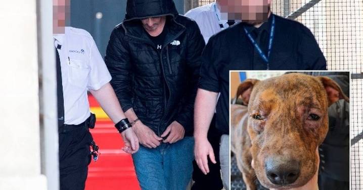 Ayrshire puppy torturer slammed by charity over 'worst case' of animal abuse ever encountered