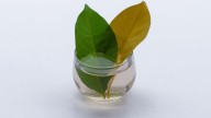 Qué significa para la prosperidad poner laurel en agua