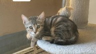 Adopta un gato: Mina, rescatada con sus hermanos, busca hogar