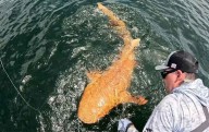 Video.- Tiburón naranja muy inusual fue visto en Costa Rica