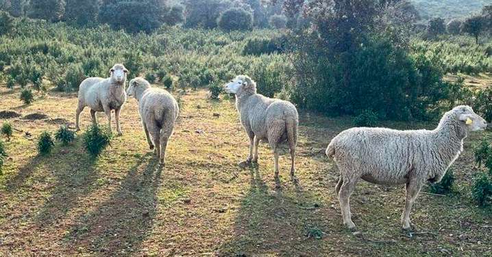 La Junta asegura que la incidencia de la lengua azul en Granada es "baja" pese a seis casos sospechosos