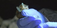 Outagamie County bat tests positive for rabies