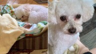 California Family Brought Home A Dog From Craigslist But Her Hidden Past Broke Their Hearts