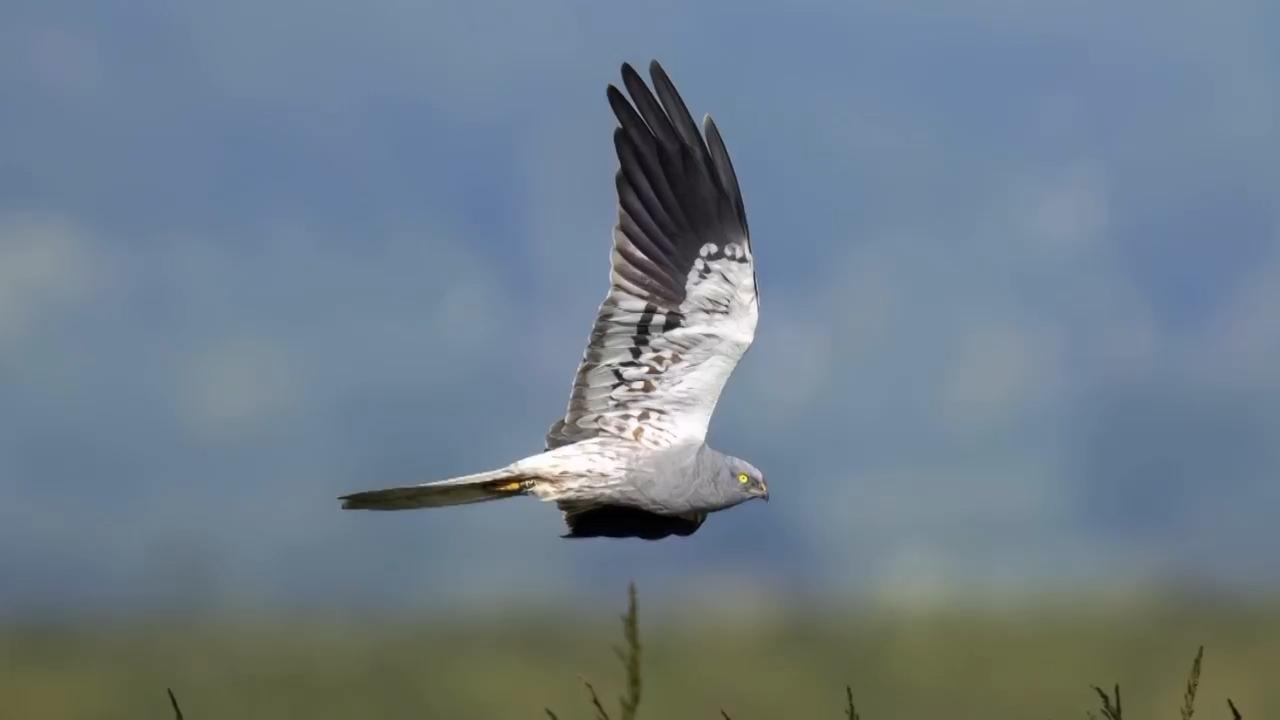Rare Montagu’s Harriers raise chicks in the UK for the first time since 2019