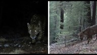 Jaguar sightings reported in southern Arizona