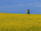 Varcoe: Alberta agriculture minister chides Ottawa over slow response to Chinese canola tariffs