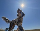 What should you do if you see animals in a hot vehicle?