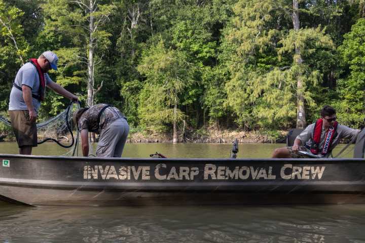 Why Arkansas wants more Americans to eat invasive carp