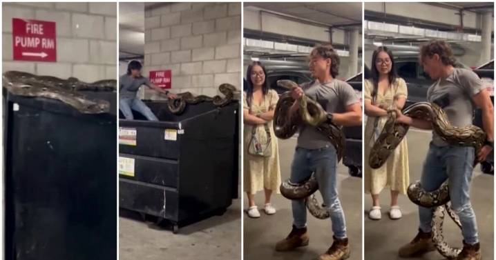 Reptile wrangler rescues 'frightened' 20-foot python found perched on dumpster in Los Angeles