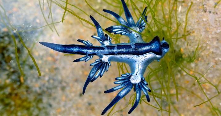 Warning to Spanish tourists after deadly 'blue dragons' spotted on beach