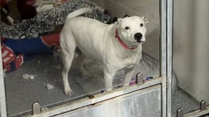 Dog Mom Left At Kansas Shelter Can't Understand Why Nobody Wants To Adopt Her