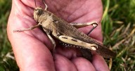 Saharan heatwave brings rare Egyptian locust to the UK