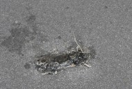 Rat problem gnawing at residents of Towson neighborhoods