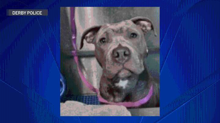 Woman arrested for abandoning dog in Derby: police