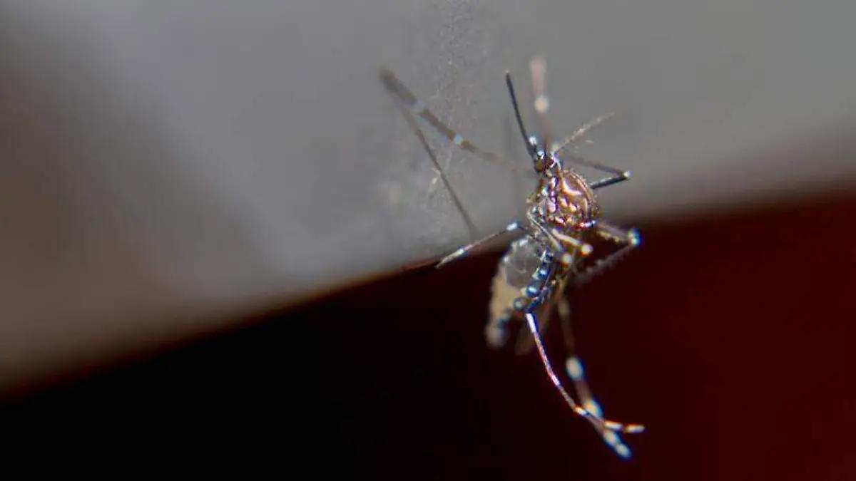 Sonora llega a los 300 casos de dengue, suman cerca de 100 casos en una semana