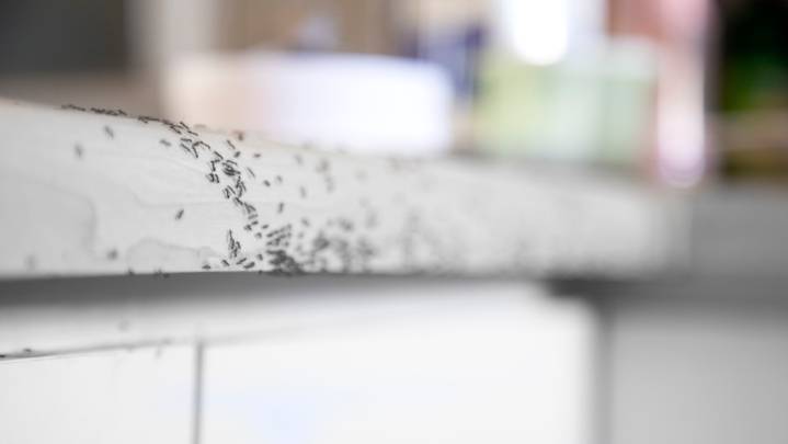 What To Do If You Spot Ghost Ants In Your Home