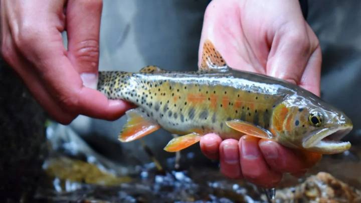 Colorado killing nonnative trout to bring back native cutthroat trout