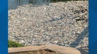 Drop in oxygen kills fish in Denton lake, officials say