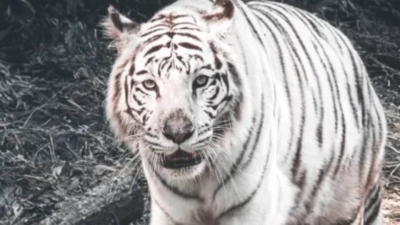 Dolor en Cali: murió Indira, la tigresa bengala blanca del Zoológico