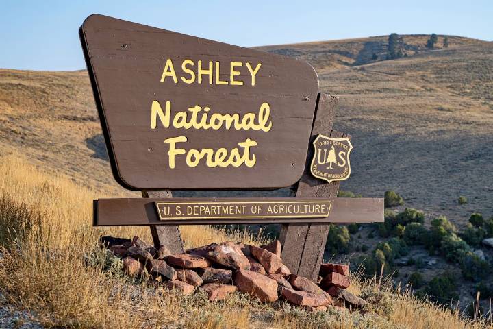 Hicks Park Fire Controlled On Ashley National Forest