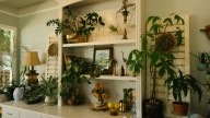 5 plantas perfectas para tu hogar: quitan la humedad y le dan un toque de estilo a cualquier rincón