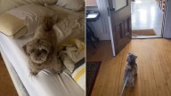 Vermont Man Thought Dog’s Long Fur Was Making Him Bump Into Doors, Then Learned The Real Cause
