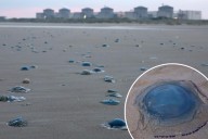 Jellyfish swarm forces shutdown of French nuclear power plant