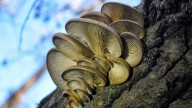 Mushrooms Growing On Your Trees? Here's What It Means (And When To Panic)