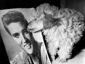 Tony Katz 50s bumper playlist