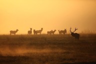 Innovador estudio busca conocer cuántos alces hay en Michigan