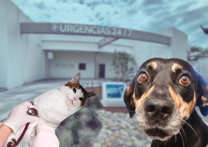 Rescatistas señalan carencias y falta de personal en Hospital de Mascotas León