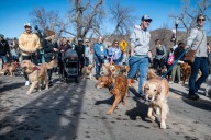 CSU studying wildfire smoke and dog health