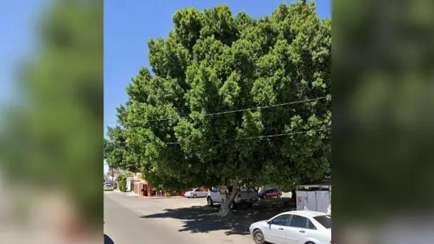 Derriban árbol con más de medio siglo en Hermosillo