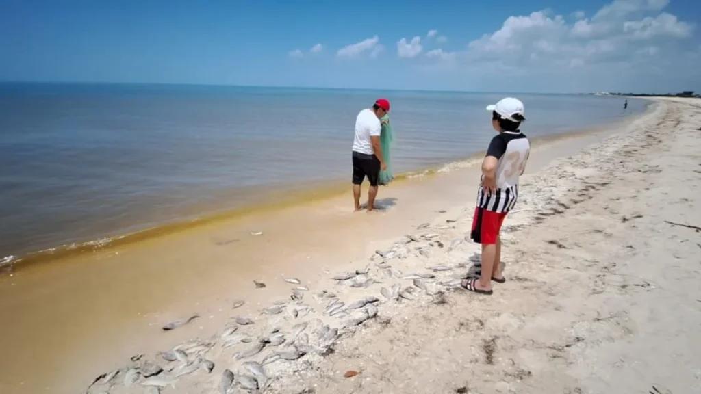 Aplican contingencia por algas tóxicas en costas de Yucatán